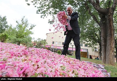 Rose Water Distillation in Tehran