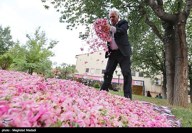 بالصور..مراسم صناعة ماء الورد فی ایران