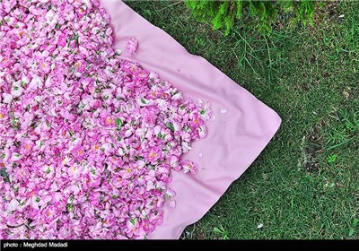 Rose Water Distillation in Tehran