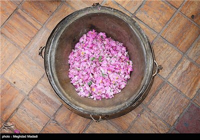 Rose Water Distillation in Tehran