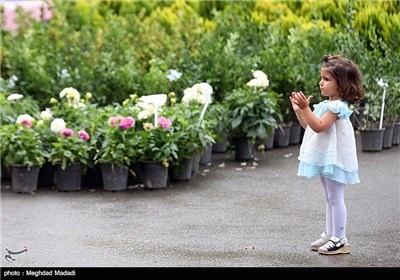 Rose Water Distillation in Tehran