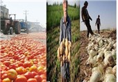 کشت انواع محصولات کشاورزی پائیزی در آمل به بیش از 8 هزار هکتار رسید
