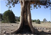 درخت چنار بادامک ثبت ملی شد