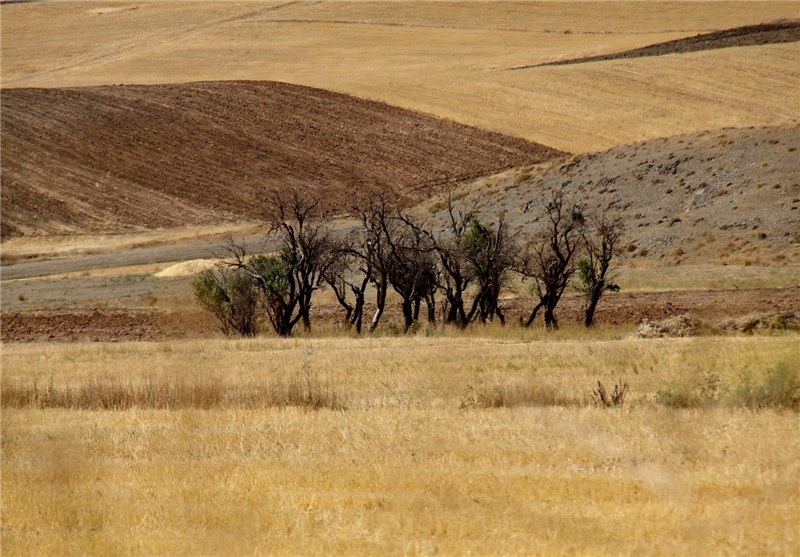 تسهیلات ویژه برای جبران خسارت خشکسالی در استان خراسان جنوبی در نظر گرفته شد