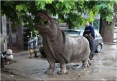 سیلاب تفلیس و سرگردانی حیوانات باغ‌وحش + عکس