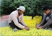 بسیج صنایع تبدیلی کشور برای کنسانتره مرکبات مازندران انجام شود