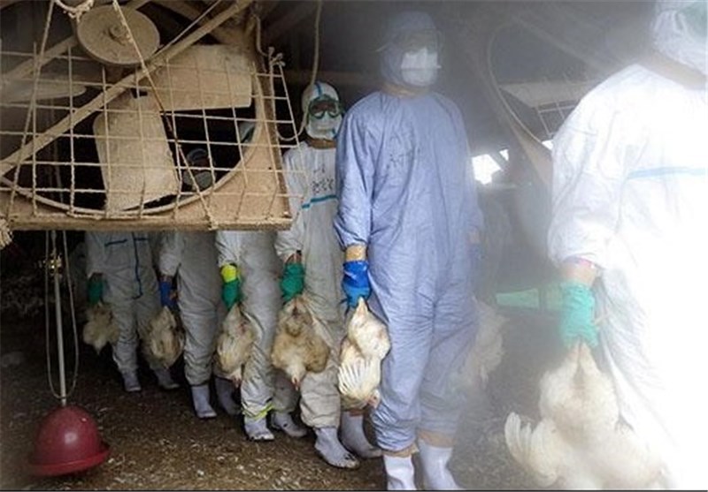 شیوع آنفلوآنزای مرغی در شمال کشور با وزش باد از سمت پاکستان