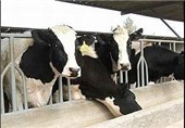 مجتمع گاو شیری با سرمایه‌گذاری یک هزار میلیارد ریال در اردبیل احداث می‌شود