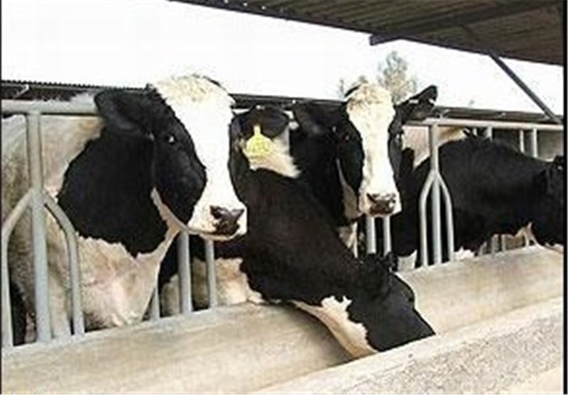 تولید شیر در استان لرستان 50 هزار تن افزایش می‌یابد
