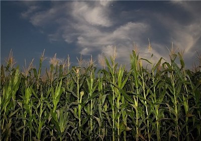 طرح ارتقاء سلامت محصولات کشاورزی در مزارع کشور اجرا می‌شود