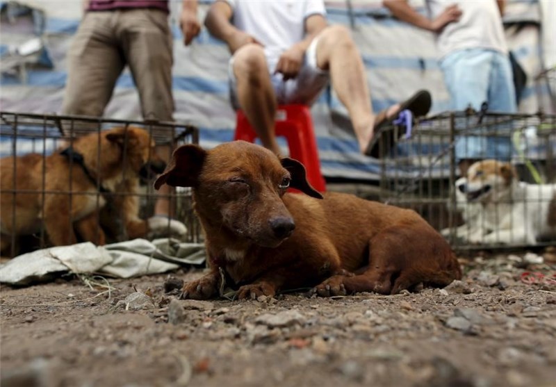 طرح زنده‌گیری و کنترل جمعیت سگ‌های ولگرد در اردبیل اجرا می‌شود