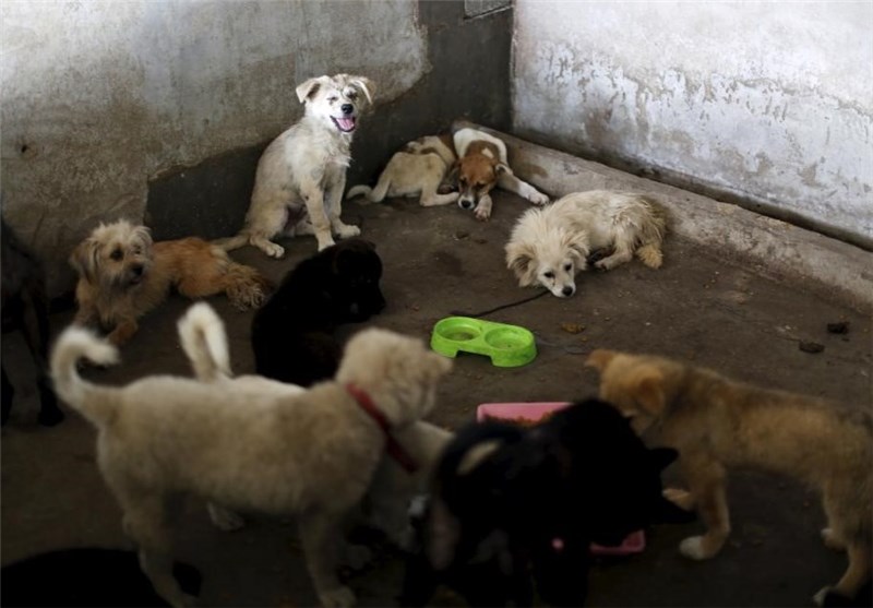 طرح زنده‌گیری سگ‌های ولگرد در اردبیل اجرا می‌شود