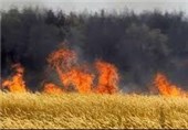 10 هکتار از گندم‎زارهای اراک در آتش سوخت