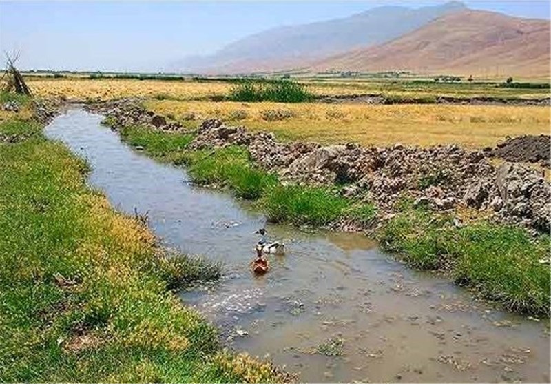 تصرفات غیرقانونی تالاب «بیشه دالان» بروجرد را به نابودی می‌کشاند