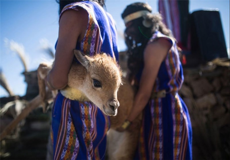 تصاویر آئین چیدن پشم دام در پرو‎