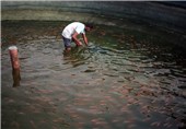 15 هزار تن انواع ماهیان گرمابی در گلستان تولید می‌شود