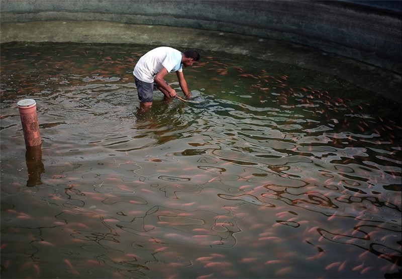 3500 تن ماهی سردابی در اردبیل تولید می‌شود