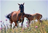 مسابقات زیبایی اسب کرد در ارومیه برگزار می‌شود
