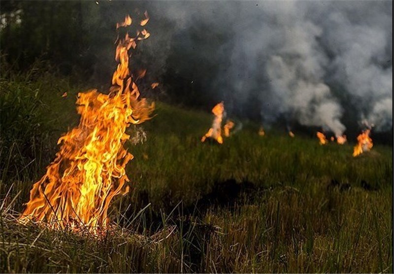 آتش زدن کاه و کلش در گیلان 30 درصد کاهش یافت