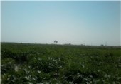 50 هکتار چای ترش در مزارع رودبار جنوب کاشت شد