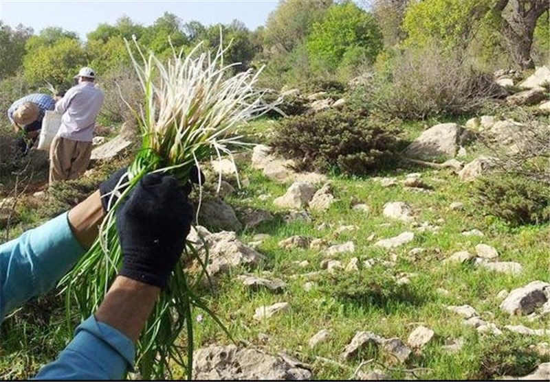 27 تعاونی تولید و فرآوری کننده گیاهان دارویی در خراسان جنوبی فعال است