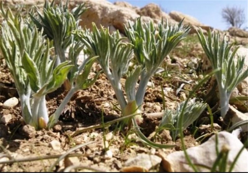 کلنگ احداث دهکده گیاهان دارویی در شهرستان خوسف به زمین زده شد