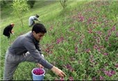 30 هکتار از اراضی استان ایلام به زیر کشت گیاهان دارویی رفت