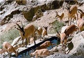 برخورد با شکارچیان متخلف در هفتاد قله اراک افزایش می‌یابد