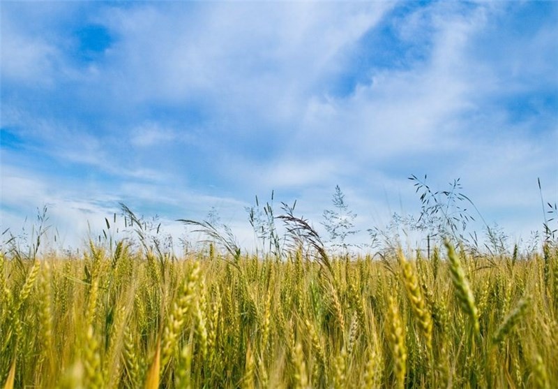 کاهش تولید کشاورزی خوزستان در پی افزایش دما