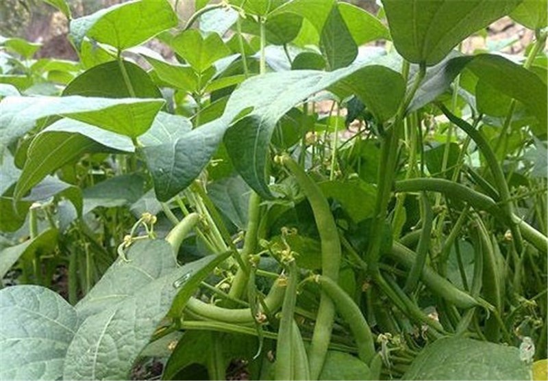 ‌طرح‌های کشاورزی تولید لوبیا با مصرف پایین آب در استان مرکزی اجرا می‌شود