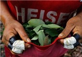 تصاویر برداشت کوکا در پرو