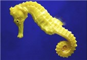 Seahorse Tail Inspires Scientists to Create Next Generation Robots