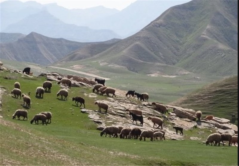 دام وابسته به مراتع استان آذربایجان غربی 2 برابر ظرفیت است
