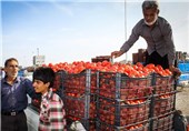 15 هزار تن گوجه فرنگی از کشاورزان گلستانی خریداری شد
