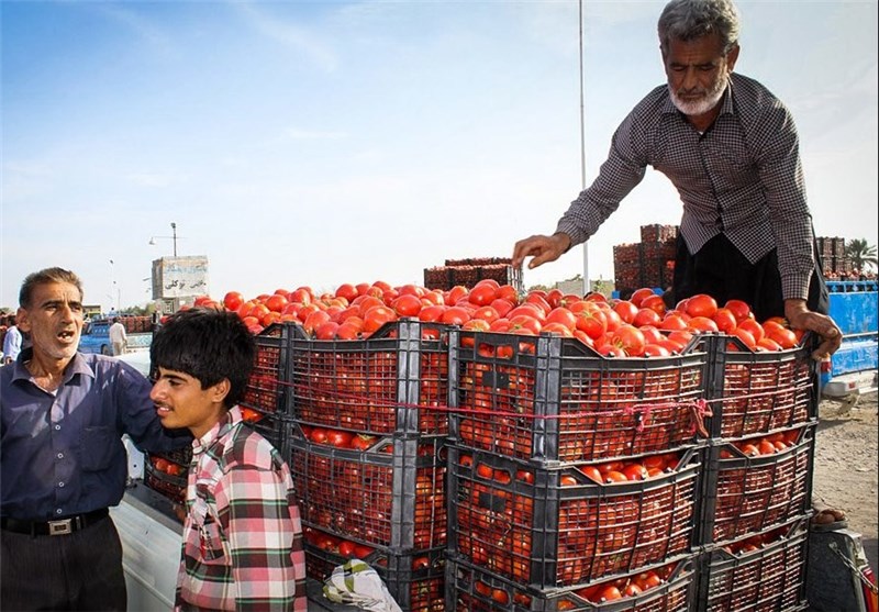مراکز خرید توافقی گوجه از کشاورزان گلستانی افزایش یافت