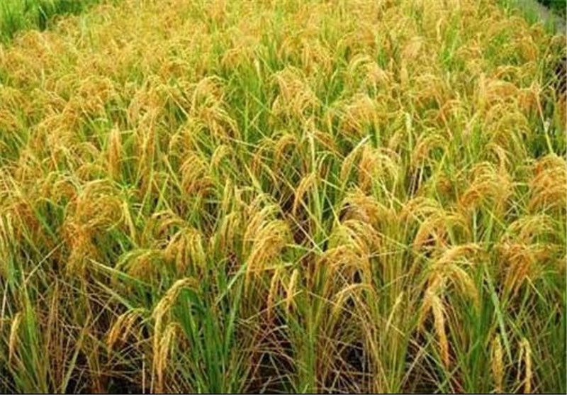 بیش از 95 درصد از شالیزارهای برنج گیلان برداشت شده است