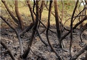 مهار آتش سوزی جنگل‌های &quot;بهره عنا&quot; شهرستان باشت/50 آتش سوزی در 30 روز یک زنگ خطر است