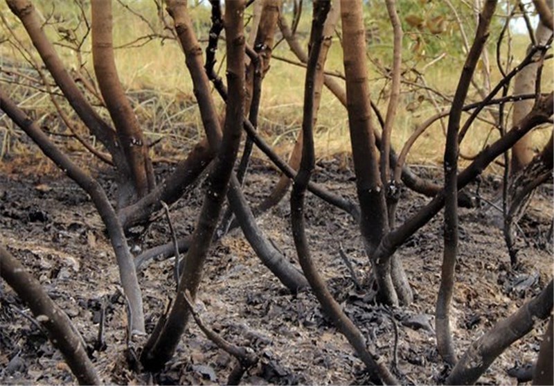 مهار آتش سوزی جنگل‌های &quot;بهره عنا&quot; شهرستان باشت/50 آتش سوزی در 30 روز یک زنگ خطر است