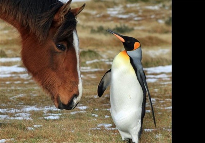 تصاویر دوستی اسبها با پنگوئن