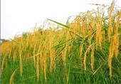 یک هزار هکتار از اراضی شهرستان پارس‌آباد به کشت برنج اختصاص یافت