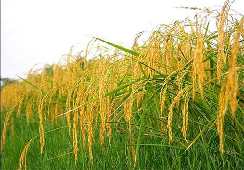 طرح افزایش خوداتکایی تولید برنج سال آینده اجرا می‌شود