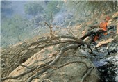 جنگل‌های پلدختر طعمه آتش شد؛ ادامه آتش‌سوزی در نبود امکانات