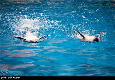 Tehran Milad Tower Dolphinarium