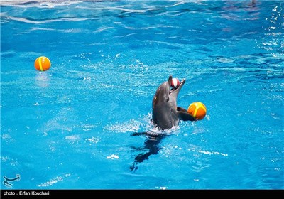 Tehran Milad Tower Dolphinarium