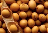 بیش از 63 هزار تن سویا از کشاورزان استان گلستان خریداری شد