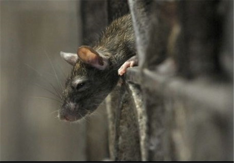 Scientists Connect Rat Brains to Create &apos;Super Brain&apos;