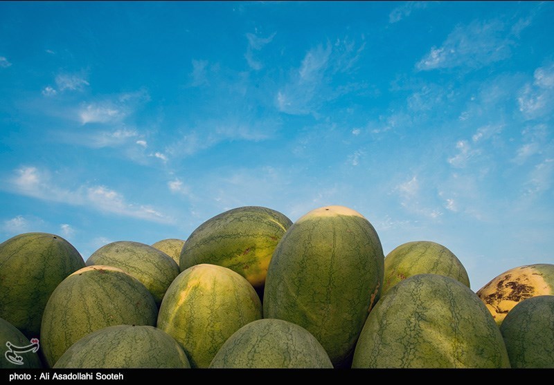 افزایش سطح زیر کشت هندوانه و خربزه کشاورزان را متضرر کرده است/ گیلاس، گران‌ترین میوه در بازار اصفهان
