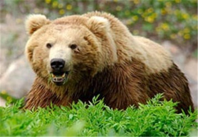 ثبت تصاویر 3 خرس قهوه‌ای در پارک ملی صیدوا سمنان