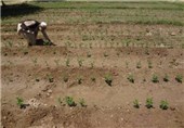 25 هزار تن محصول سویا از مزارع اردبیل برداشت می‌شود