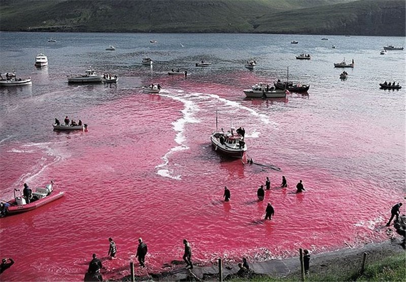 تصاویر قتل عامی که دریا را رنگ خون کرد